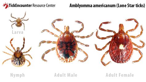 Amblyommaamericanum Lone Star Tick Identification Tick Control In