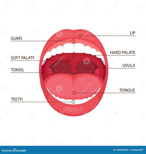 Anatomy Human Open Mouth Medical Diagram Stock Vector Illustration