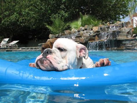We have taken ours boating and different places with water, with a constant. Who said Bulldogs can't swim? That's funny b/c Bulldogs ...