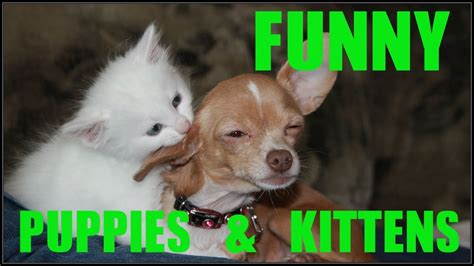 Funny Puppies And Kittens Compilation Try Not To Laugh 2016 Youtube