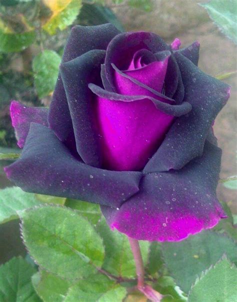 Pin By My Anh On 1 A File General Beautiful Rose Flowers Rose