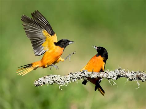 Baltimore Oriole Migration A Complete Guide Birdfact