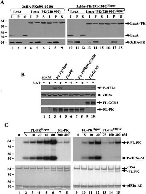Other possibilities would be that the detector antibody is labeled with a fluorophore or is biotinylated. The core protein kinase domain containing the GCN2 Hyper ...