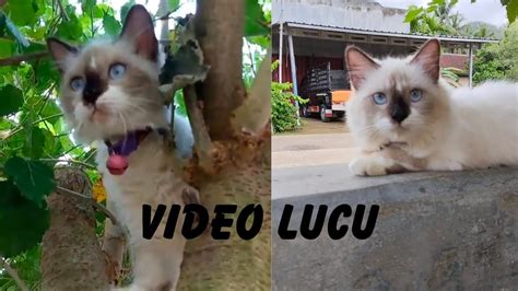 Hewan Terlucu Kucing Dengan Tingkah Lucunya Youtube