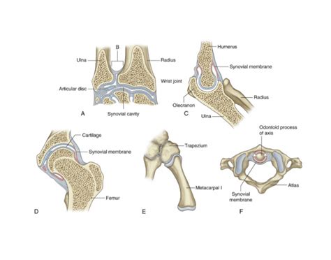 Fig 121 Various Types Of Synovial Joints — Utskrivbart Arbetsblad