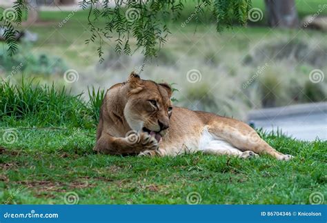 Lioness Stock Photo Image Of Licking Lion Mammals 86704346