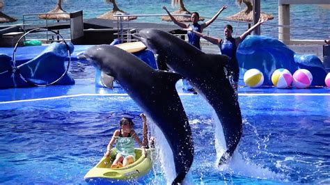 4k Ultra Hd Dolphin Show Mallorca Marineland Youtube