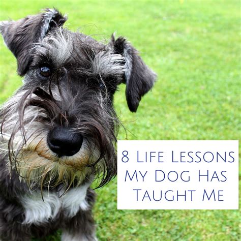 8 Life Lessons My Dog Has Taught Me — Rowena Mabbott