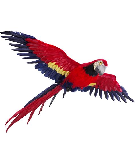 Flying Parrot PNG Photos | Macaw, Parrot flying, Parrot