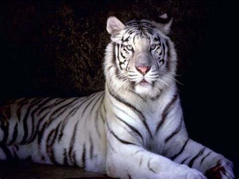 Free Download White Tiger Hd Wallpapers Wallpaper202 1024x768 For