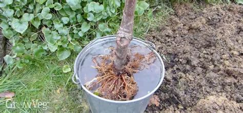 How To Plant A Bare Root Fruit Tree Step By Step