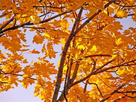 Autumn Maple Leaves Background Free Stock Photos Download 14206 Free