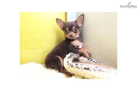 Chihuahua Chihuahua Puppy For Sale Near New York City New York