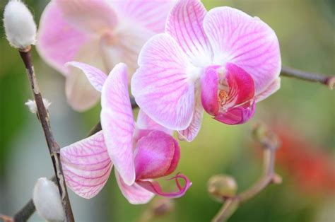Phalaenopsis Como Cuidar Orquídeas Phalaenopsis 100 Práctico