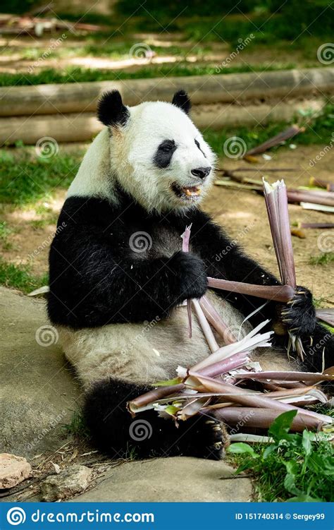 Panda Bear Eating Bamboo Wildlife China Stock Photo Image Of