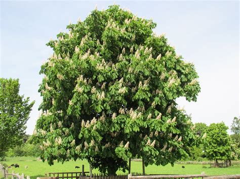 Blooming Chestnut Tree Free Photo Download Freeimages