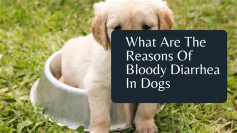 What Are The Reasons Of Bloody Diarrhea In Dogs