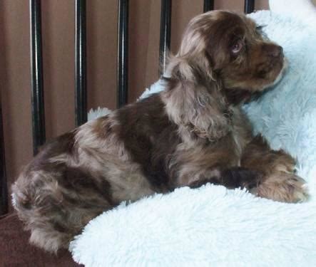 Cocker spaniel puppies come in a variety of colors. Chocolate Parti Cocker Spaniel Female for Sale in ...