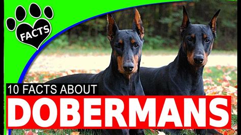 Doberman Pinscher Dogs 101 Dobie Facts Youtube