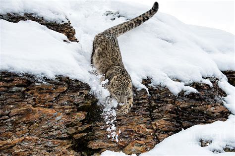 Snow Leopard Racing Photograph By Melody Watson Pixels