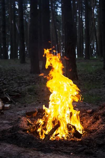 Amazing Fire In The Forest Against A Trees Background Bonfire In The