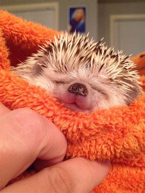 76 Adorable Hedgehog Pics To Celebrate Hedgehog Day Magazine