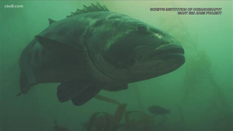 San Diego Researcher Unraveling Mystery Of Critically Endangered Giant Sea Bass Population