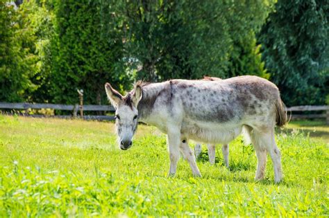 Donkey Meadow Nature Pack Free Photo On Pixabay