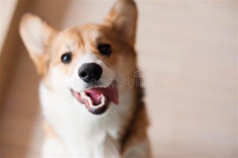 Welsh Corgi Pembroke Puppy Happy Smiling Dog Stock Image Image Of