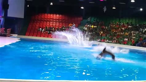 Dolphin And Seal Show At Dubai Dolphinarium Youtube