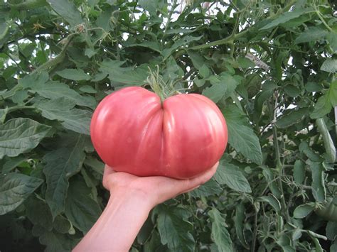 Hoy Heirloom Giant Tomato Seeds Etsy