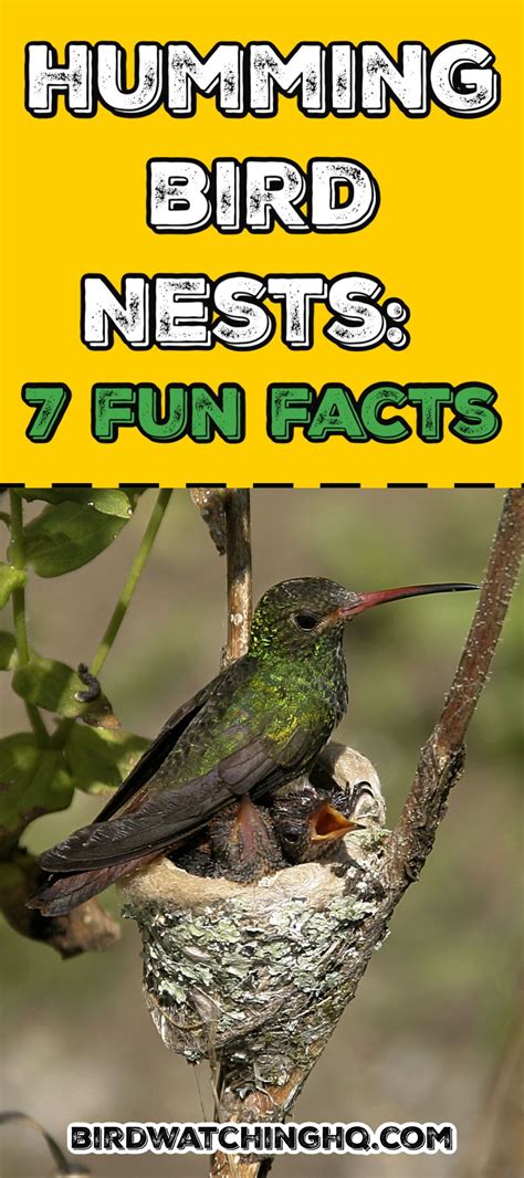 Hummingbird Nests 7 Fun Facts You Should Know 2024 Hummingbird