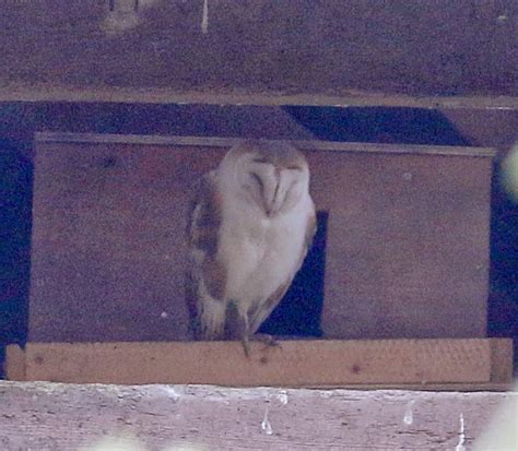 Kerry Birding: Barn Owl nest boxes in Kerry showing their worth