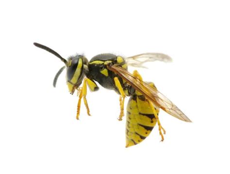 Identify 5 Wasps Youll Find In Your Yard Yes Pest Control