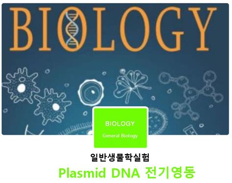 일반생물학실험 Plasmid DNA 전기영동