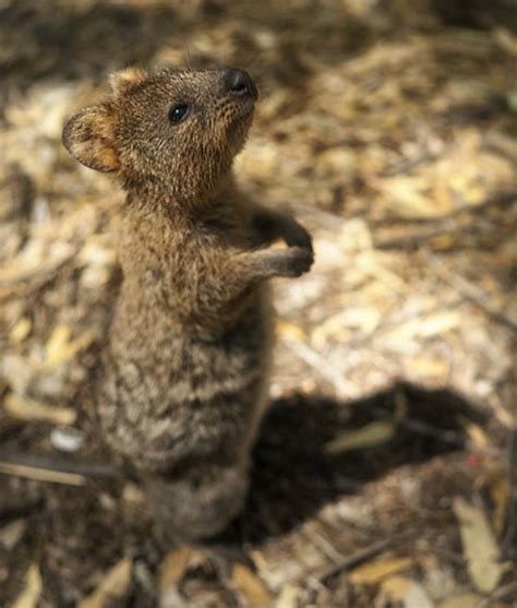 See the cutest photos of the happiest animal on earth. Meet the quokka, the happiest animal in the world! - Yummypets