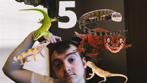 Five Best Starter Pet Lizards Jimmy Mendham Youtube