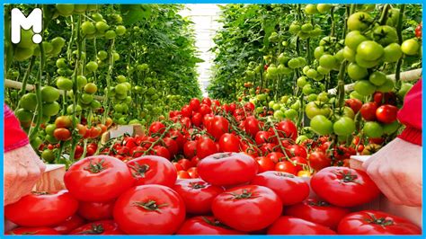 🍅 Amazing Greenhouse Tomatoes Farming And Harvesting Modern Tomato