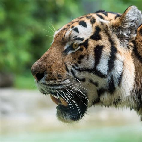 View Of Tiger Head From The Side Stock Image Image Of Close Asia