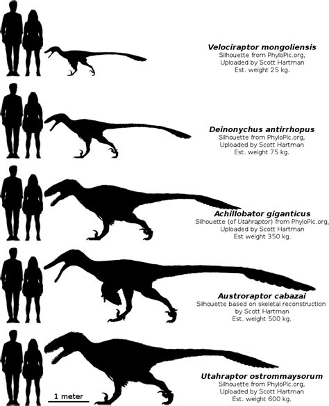 Comparison Dromaeosauridae By Scott Hartman Dinosaur Art Prehistoric