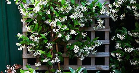 Climbing Plants 7 Fast Growing Climbers Vines And Creepers