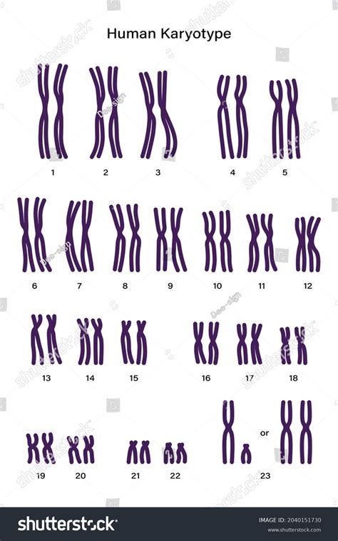 Normal Human Karyotype Autosomes Sex Chromosome Stock Vector Royalty Free 2040151730