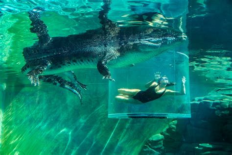 Which Famous Crocodile Resides In Darwins Crocosaurus Cove