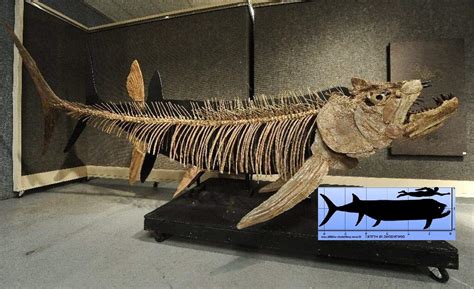 Fossil Of Giant 70m Year Old Fish Found In Argentina Geology In