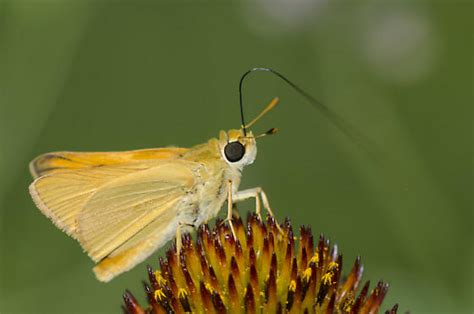 Delaware Skipper Anatrytone Logan Bugguidenet