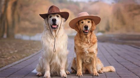 Golden Retriever Dogs With Hats Is Sitting On Road Hd Dog Wallpapers