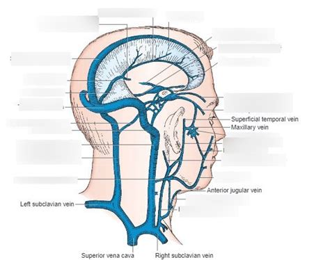 Dural Sinuses And Veins Of The Head And Neck Diagram Quizlet