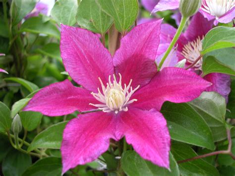 Maybe you would like to learn more about one of these? Clematis hybrids group ... www.clematis.be...
