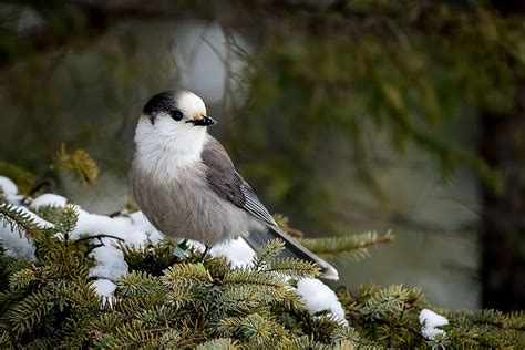 What Is The National Bird Of Canada Worldatlas