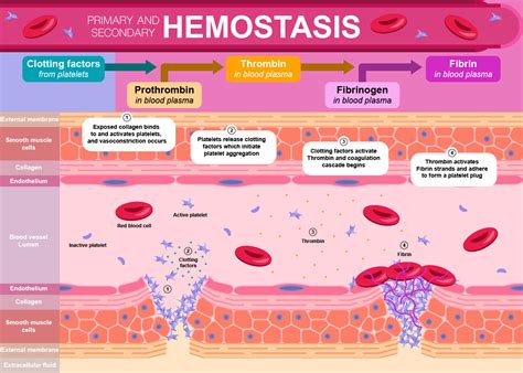 Artstation Primary And Secondary Hemostasis